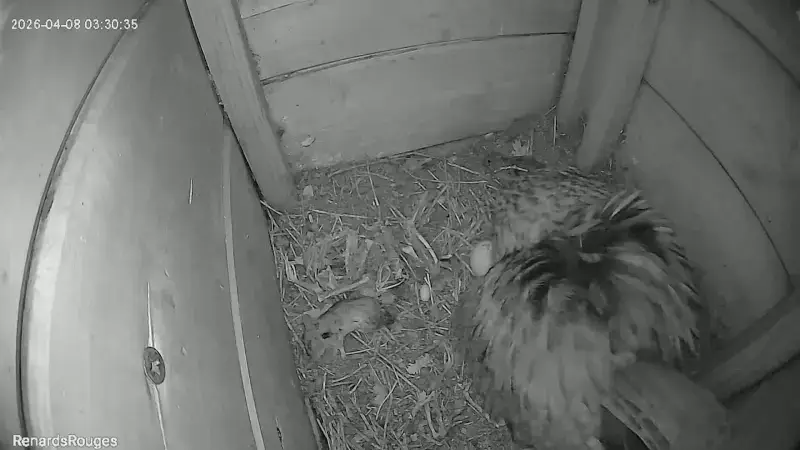 BEKIJK: Twee kleine uilskuikens geboren in nestkastje in Oud-Heverlee