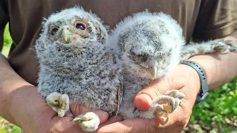 Zeven bosuiltjes geboren in nestkastjes van Uilenwerkgroep Landen