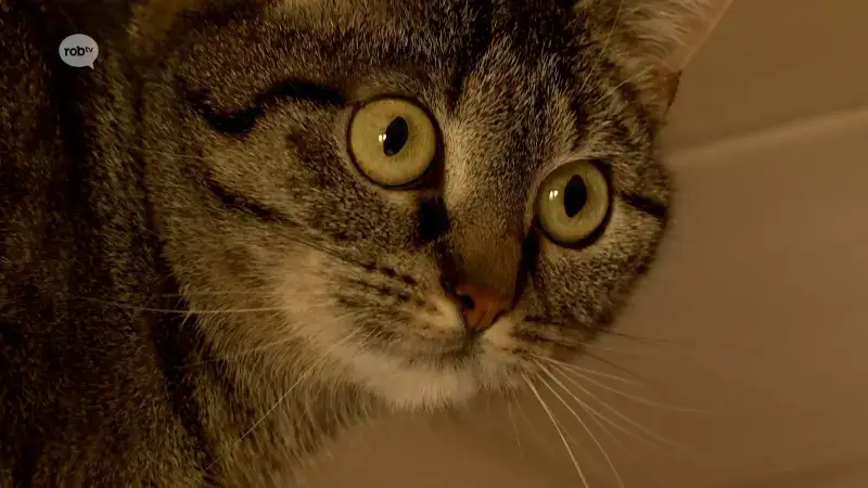 6500 dieren in beslag genomen in 2025, 18 per dag: "Resultaat van strenger beleid"