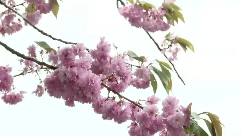 Laatste lente met Japanse Kerselaar in Koning Albertlaan in Kessel-Lo: "Dit was ons laatste bloesemfeest"