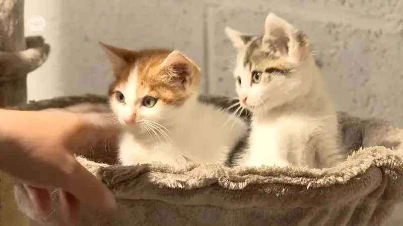 Stad Aarschot vraagt extra aandacht voor zwerfkatten: "Meeste kittens geboren tussen begin maart en eind september"