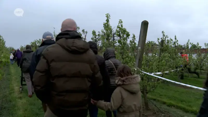 Heel wat mensen bewonderen bloesems tijdens nocturne bloesemwandeling in Landen: "Genieten van de natuur"