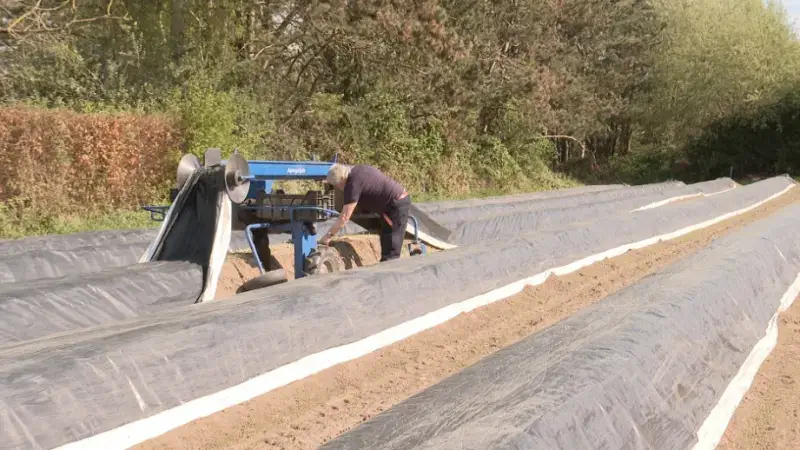 Nog slechts een handvol aspergetelers in onze regio, maar vraagt blijft groot: "Wordt nog te vaak gezien als een luxegroente"
