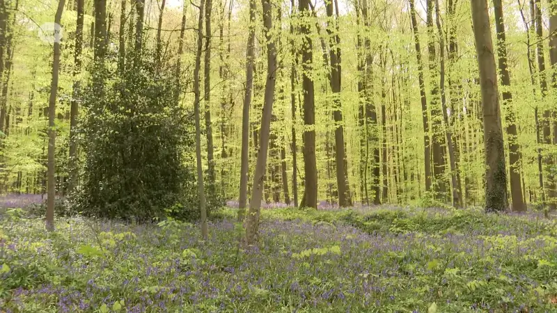 Boshyacinten in Park van Tervuren zorgen voor uniek beeld: "Je moet ze in het echt komen bekijken"