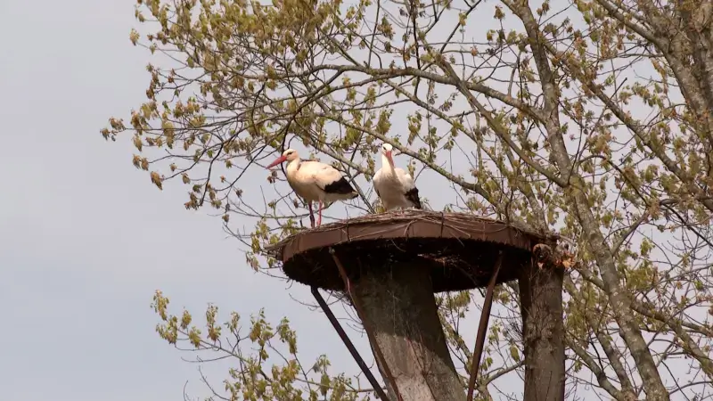 Ook derde ooievaar gezien in Park Schoonhoven in Aarschot
