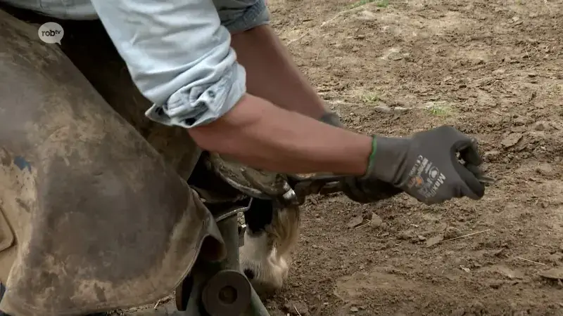 Jorgen Briers uit Zoutleeuw brengt boek uit over hoe hij hoefsmid werd: "Ik hoop dat ik mensen kan inspireren om hun passies te volgen"