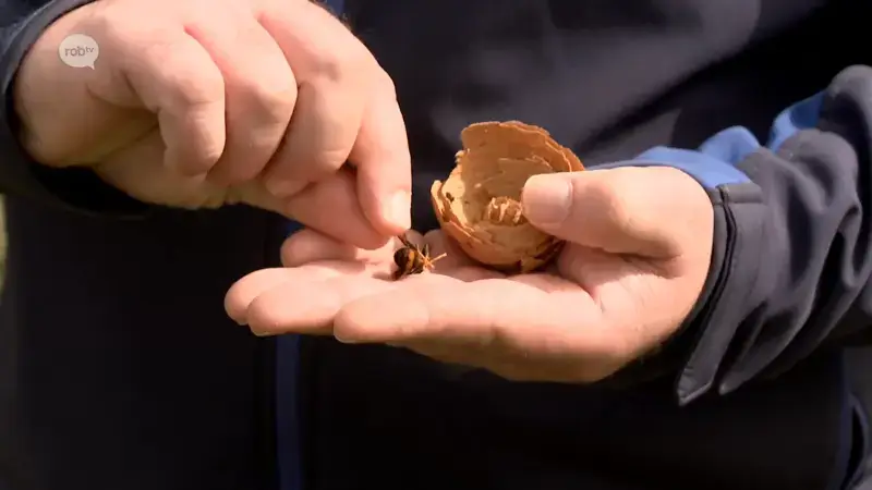 Tielt-Winge koopt 50 vallen voor Aziatische hoornaars