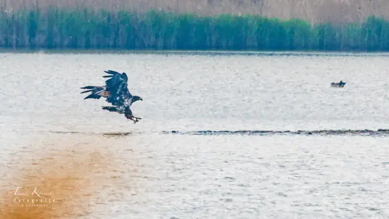 Zeldzame zeearend gespot in provinciedomein Het Vinne in Zoutleeuw