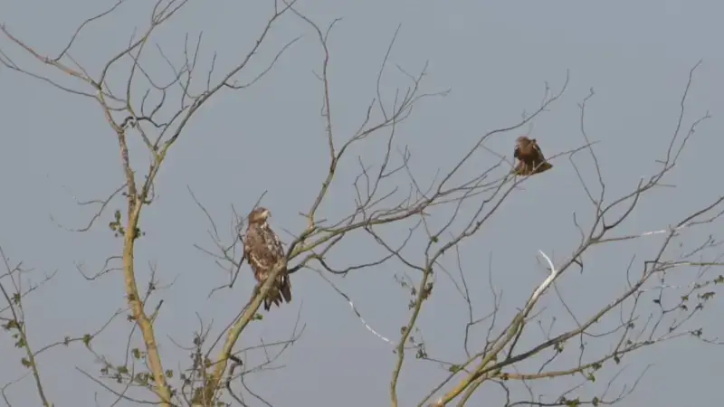 Opnieuw zeearend gezien in onze regio: uiterst zeldzame vogel zit in Webbekoms Broek in Diest
