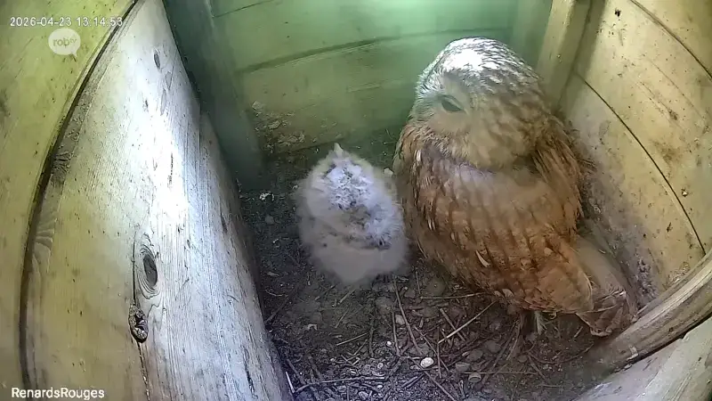 Regio volgt eerste weken van uilenfamilie met 2 kuikens in Oud-Heverlee van dichtbij