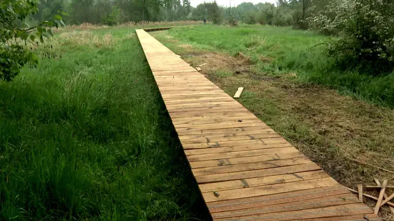 Nieuw Vlonderpad en uitkijktoren zijn orgelpunt op vijf jaar natuurherstel in Zichemse Kloosterbeemden: "We zien dat soorten die hier weg waren nu terugkomen"