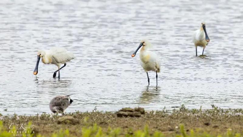 Drie Lepelaars gespot in provinciedomein Het Vinne