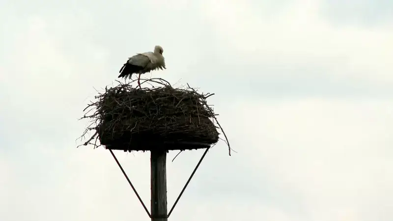 Nieuw leven in Webbekoms Broek: Zes ooievaars geboren en nog meer onderweg