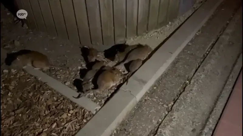 Begijnendijk werkt voortaan met slimme rattenvallen zonder vergif