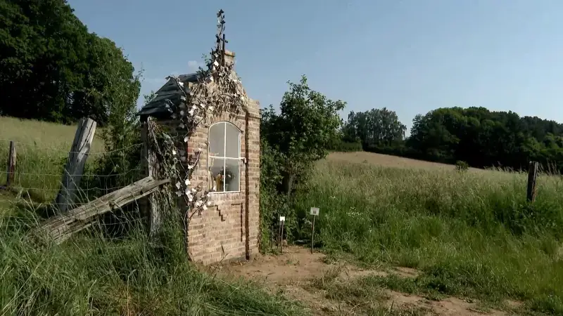 Klimopkapel gerestaureerd, met alweer prachtig kunstwerk van Wilfried De Cock: "De planten maakten de kapel helemaal kapot"