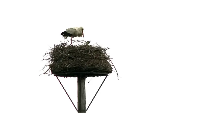 3 ooievaarsjongen gestorven in Webbekoms Broek, reden voorlopig onduidelijk