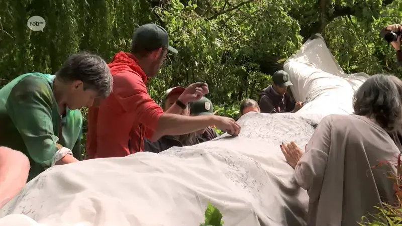 Omgewaaide olm in Kruidtuin van Leuven vereeuwigd in kunstwerk: "Nu kan hij helemaal gaan"