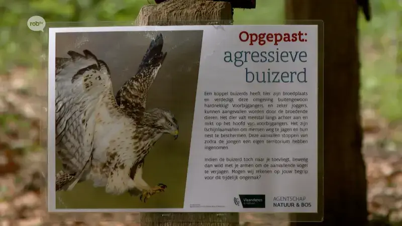 Jogger aangevallen door buizerd in Meerdaalwoud: "Angst is niet nodig, zo'n aanval is heel uitzonderlijk"