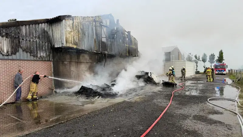 1.500 varkens komen om bij grote brand in varkensstal in Glabbeek: 1.500 andere varkens gered