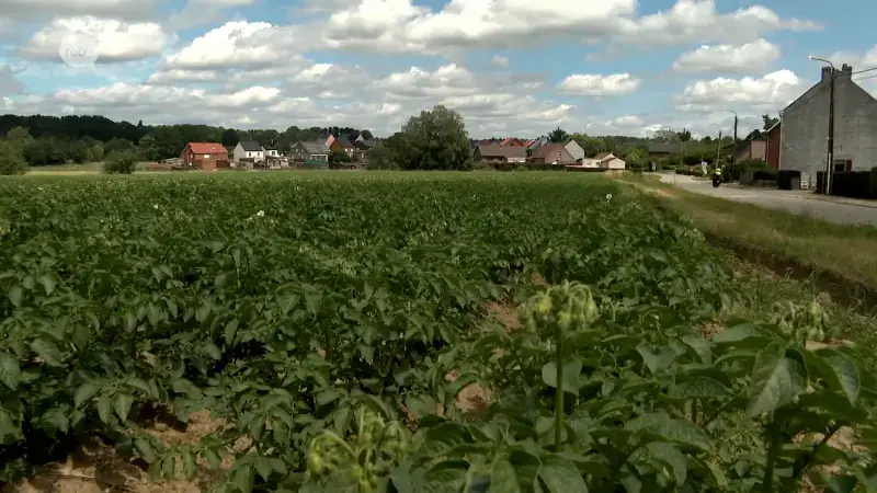 N-VA Scherpenheuvel-Zichem niet opgezet met project met 60 sociale woningen in Schoonderbuken: "Sociale mix is er niet, mensen integreren op die manier minder"