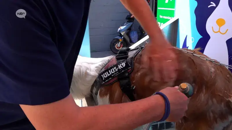 Dogwash in Rillaar groot succes