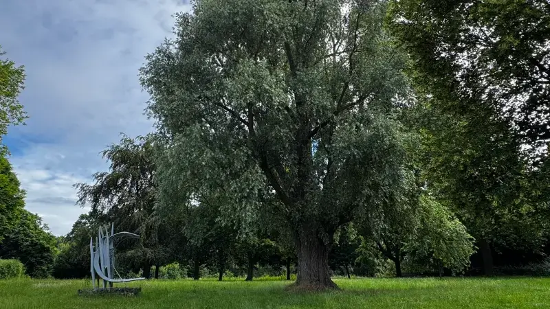Stad Diest gaat op zoek naar boom van het jaar