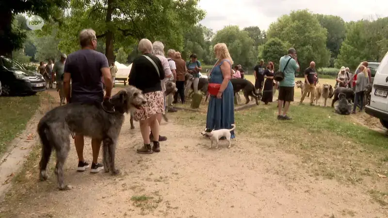 Zeldzame Ierse Wolfshonden wandelen samen met baasjes door Boutersem: "De honden genieten hier van"