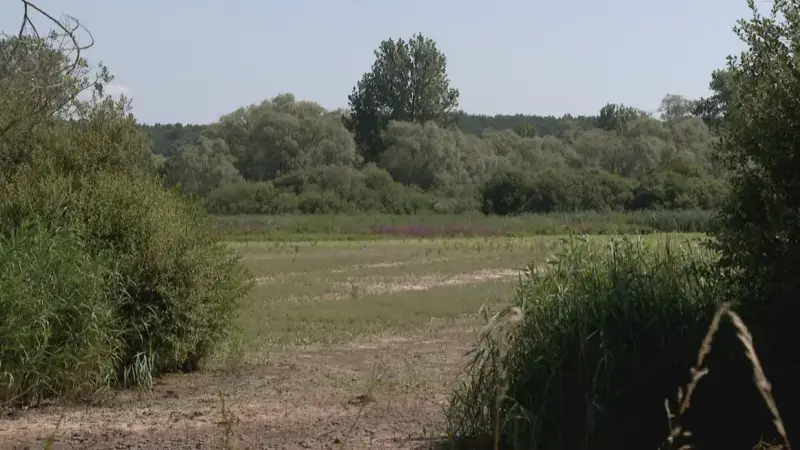 Vijvers van het Grootbroek maken plaats voor het oorspronkelijke moeraslandschap: "Onderhoud niet langer haalbaar"