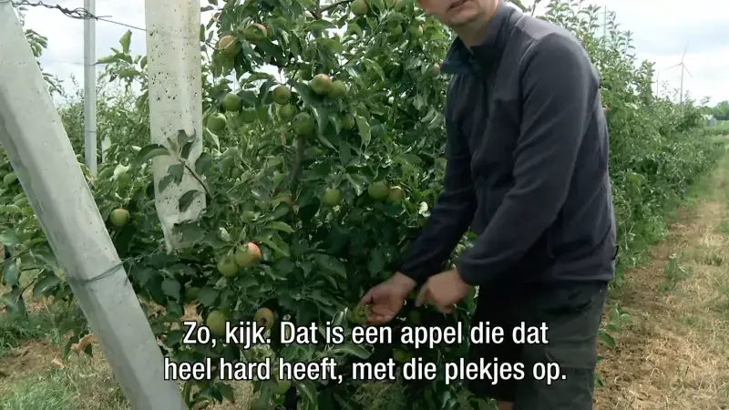 Hitte en droogte heeft invloed op fruitteelt: "Appels verbranden aan de boom"