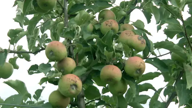 Hitte en droogte heeft invloed op fruitteelt: "Appels verbranden aan de boom"