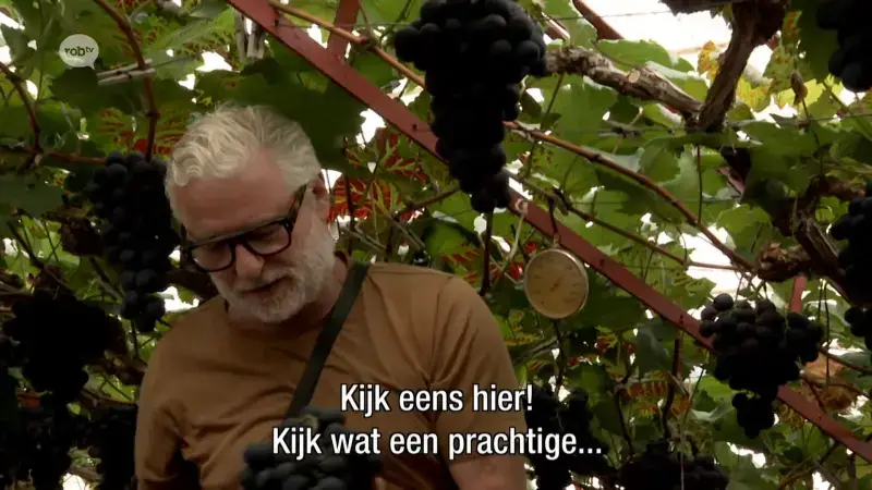 Hoofdafbeelding voor artikel Druivenseizoen gaat van start…