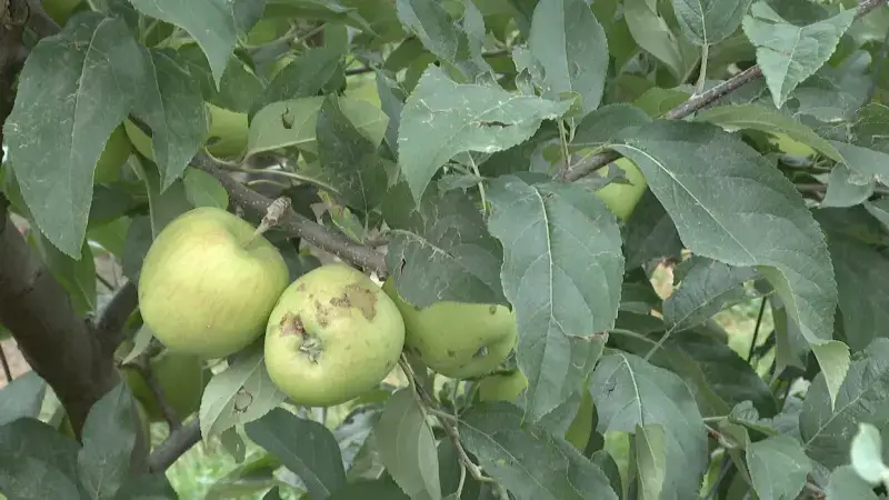 Fruitbedrijf uit Bekkevoort zit met 1000 (!) ton aan beschadigde appelen en peren: "Moeilijk voor verkoop in supermarkt"