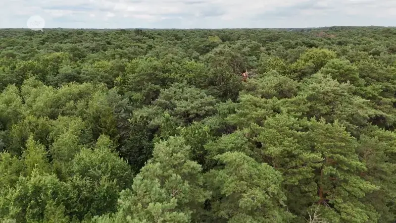 Meerdere brandjes in natuurgebied De Hooiberg in Haacht: "Wees extra waakzaam"