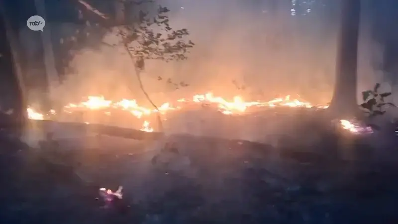 Angstaanjagende beelden: brand in Kaaskorf in Tielt-Winge toont hoe snel het kan gaan in kurkdroge natuur