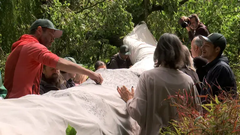 Lijkwade voor omgevallen boom in Leuvense Kruidtuin krijgt kritiek: "Geld kon beter besteed worden"