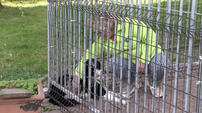 Bekende dierenasiel De Zorghoeve in Kortenaken sluit de deuren: "Te veel papierwerk"