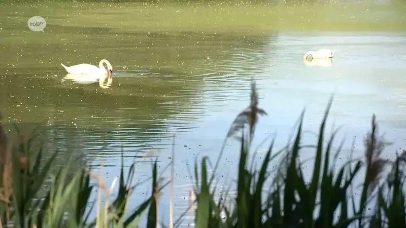 50 eenden dood door botulisme in Vijvers van Bellefroid