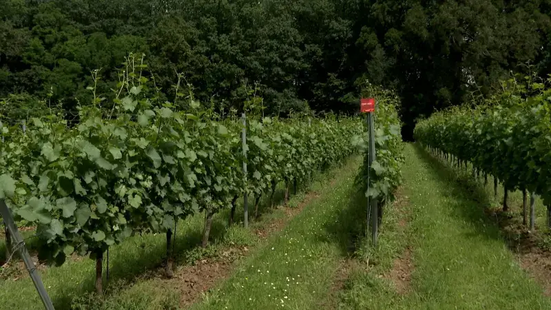 Ontdek de wijndomeinen in onze regio tijdens Sprankelend Hageland