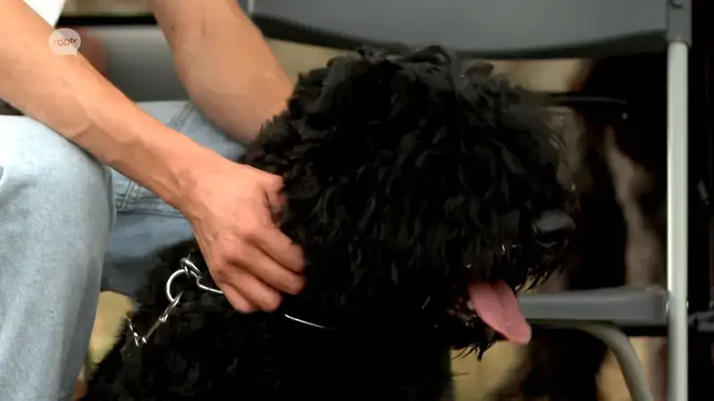 Meer dan honderd hondenliefhebbers komen samen op Bouvierdag in Rillaar: "Een Bouvier is een mooie, maar ook trouwe hond"