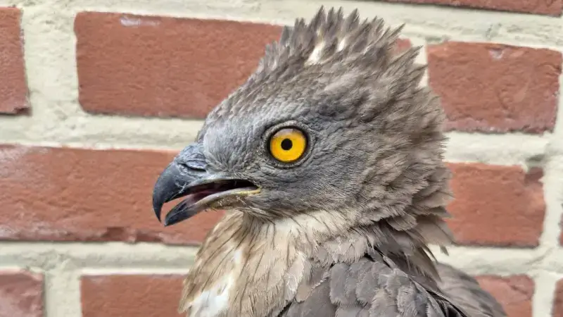 Gewonde wespendief binnengebracht bij Animal Rescue Service
