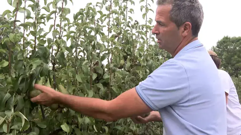 Fruitpluk gaat van start in het Hageland: "Dit jaar hebben we harde, knapperige appelen en peren"