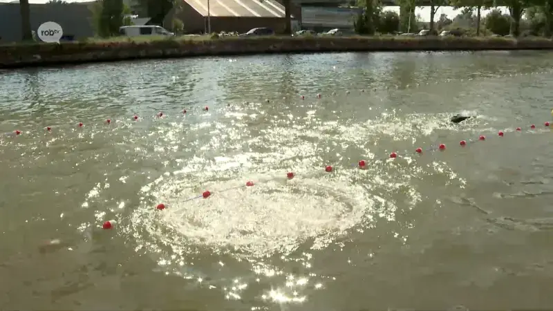 Zwemmen in de Vaart in Leuven is enorm succes: "Leuk omdat het normaal niet mag"