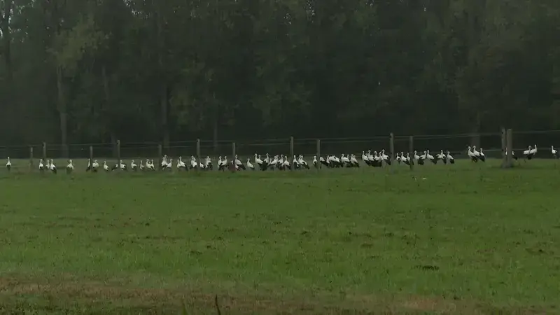 BEKIJK: Tientallen ooievaars zorgen voor uniek beeld in Wolfsdonk