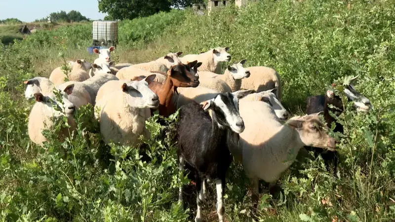 Honderden schapen trekken vanaf 4 oktober door onze regio, herders vragen meer ondersteuning voor beroep