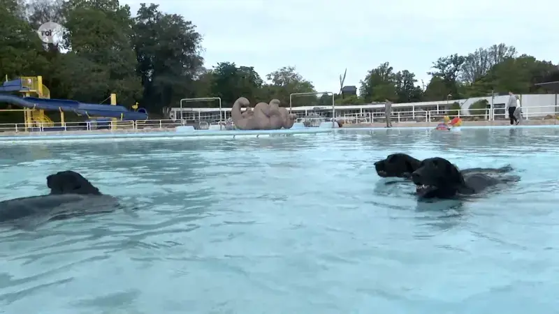 Honden mogen voor één keer duik nemen in zwembad Halve Maan in Diest: "Wil er niet meer uit"