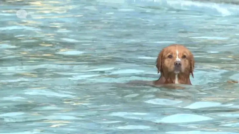 Honden mogen voor één keer duik nemen in zwembad Halve Maan in Diest: "Wil er niet meer uit"