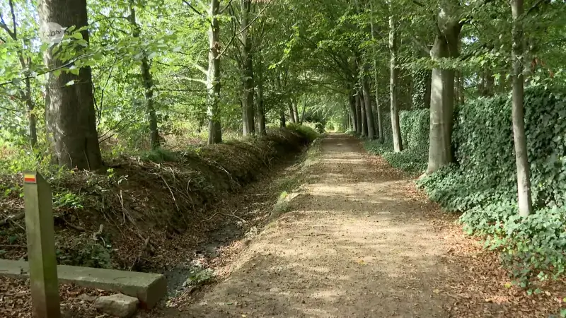 Rooilijnplan moet boswegen in Holsbeek beschermen: "Precieze ligging en breedte van populaire paden zijn nu duidelijk"