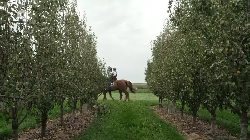 Federale politie helpt opnieuw in strijd tegen fruitdieven in Hageland: "Van het inkomen van de fruittelers blijf je vanaf"