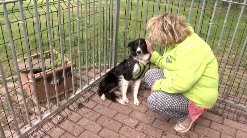 Vzw Dierenhart neemt dierenasiel De Zorghoeve in Kortenaken vanaf 1 januari over