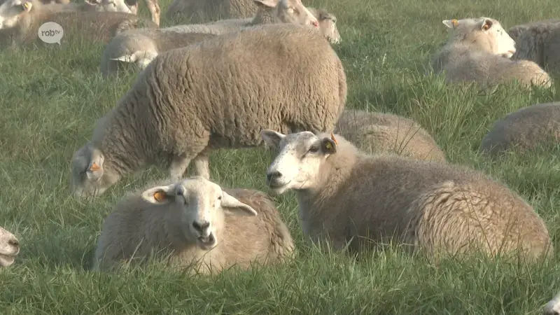 BEKIJK: 350 schapen trekken dwars door onze regio: "Herders dragen zorg voor ons leefmilieu"